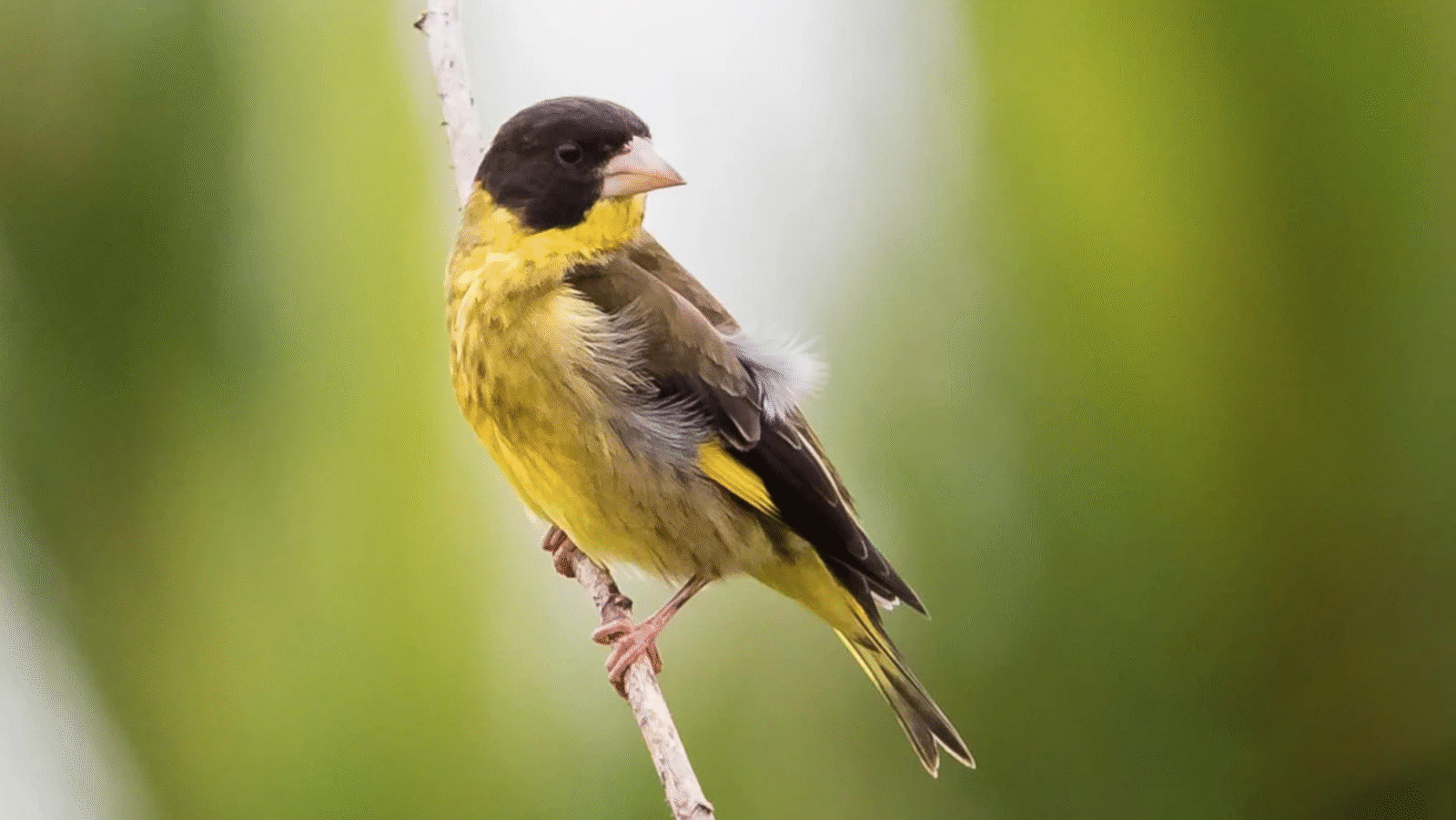 Heritage Photo Tour 2025 – Nơi nghệ thuật gặp sứ mệnh bảo tồn 3 Heritage Photo Tour 2025 – Nơi nghệ thuật gặp sứ mệnh bảo tồn Screenshot 2025 11 15 213905 Heritage Photo Tour 2025 – Nơi nghệ thuật gặp sứ mệnh bảo tồn